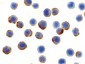 Apg7 / ATG7 Antibody (C-Terminus)